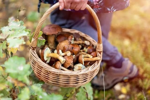 Kiedy kończy się sezon na grzyby? Sprawdź, zanim będzie za późno